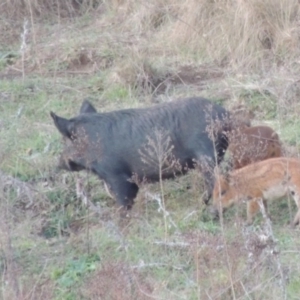 Sus scrofa at Paddys River, ACT - 6 Jun 2015