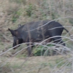 Sus scrofa at Paddys River, ACT - 6 Jun 2015