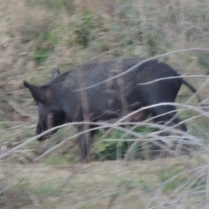 Sus scrofa at Paddys River, ACT - 6 Jun 2015