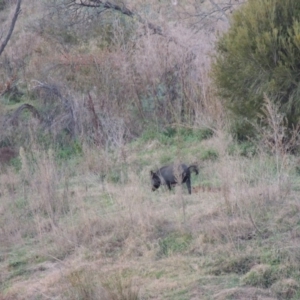 Sus scrofa at Paddys River, ACT - 6 Jun 2015