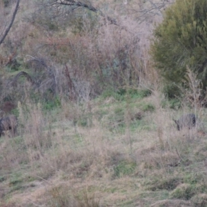 Sus scrofa at Paddys River, ACT - 6 Jun 2015