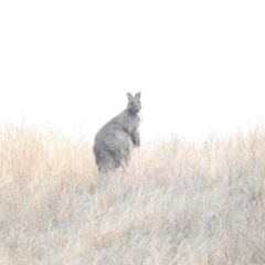 Osphranter robustus (Wallaroo) at Belconnen, ACT - 22 Apr 2016 by RyuCallaway