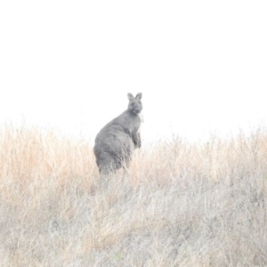 Osphranter robustus robustus at Molonglo River Reserve - 22 Apr 2016 10:53 AM