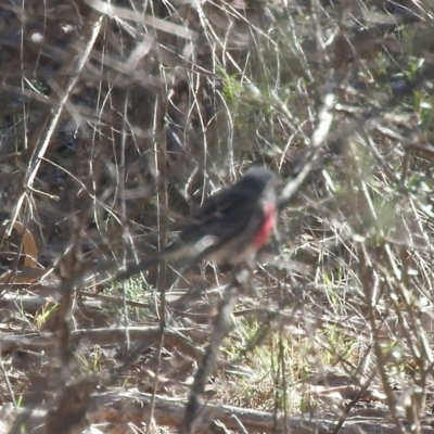 Petroica rosea (Rose Robin) at Acton, ACT - 15 May 2016 by ArcherCallaway