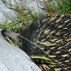 Tachyglossus aculeatus (Short-beaked Echidna) at Wanniassa Hill - 22 Nov 2015 by ArcherCallaway