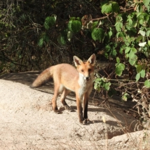 Vulpes vulpes at Gilmore, ACT - 14 Jan 2016 08:44 AM