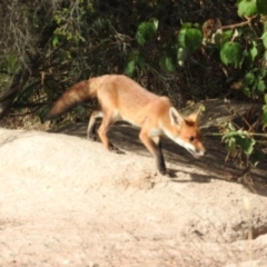 Vulpes vulpes at Gilmore, ACT - 14 Jan 2016