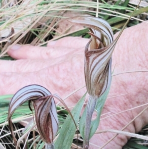 Diplodium coccinum at Cotter River, ACT - suppressed