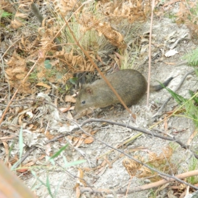 Potorous tridactylus (Long-nosed Potoroo) at Paddys River, ACT - 21 Jan 2016 by RyuCallaway