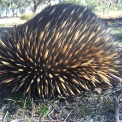 Tachyglossus aculeatus (Short-beaked Echidna) at Mulligans Flat - 22 May 2016 by AaronClausen