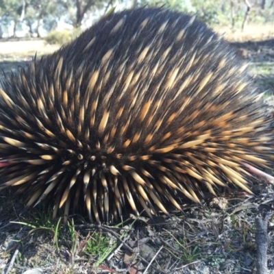 Tachyglossus aculeatus (Short-beaked Echidna) at Mulligans Flat - 22 May 2016 by AaronClausen