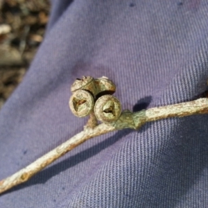 Eucalyptus aggregata at Watson, ACT - 20 May 2016