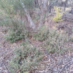 Ulmus procera at Watson, ACT - 8 Apr 2016