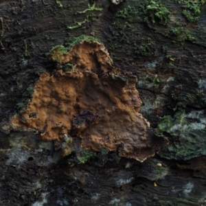Hymenochaete at Cotter River, ACT - 16 May 2016 10:33 AM