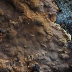Hymenochaete at Cotter River, ACT - 16 May 2016 10:33 AM