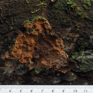 Hymenochaete at Cotter River, ACT - 16 May 2016 10:33 AM