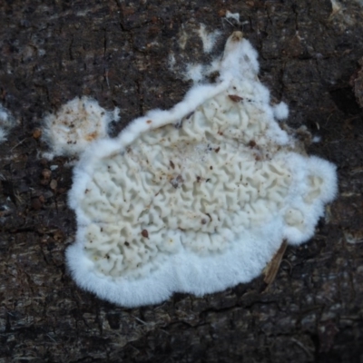 Byssomerulius corium (Netted Crust) at Cotter River, ACT - 15 May 2016 by KenT