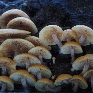 Gymnopilus sp. at Cotter River, ACT - 16 May 2016