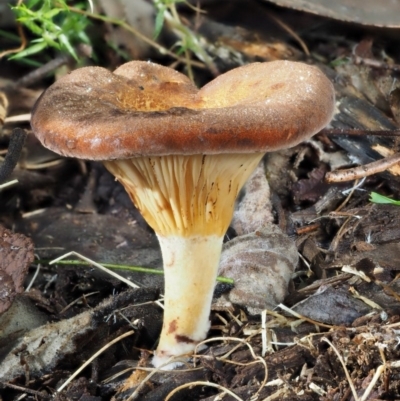 Austropaxillus sp. at Cotter River, ACT - 15 May 2016 by KenT