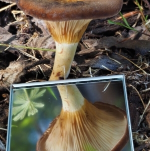 Austropaxillus sp. at Cotter River, ACT - 16 May 2016