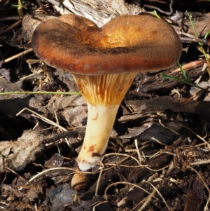 Austropaxillus sp. at Cotter River, ACT - 16 May 2016