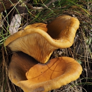 Austropaxillus infundibuliformis group at Uriarra Village, ACT - 16 May 2016 11:32 AM