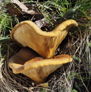 Austropaxillus infundibuliformis group at Uriarra Village, ACT - 16 May 2016