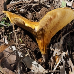 Austropaxillus infundibuliformis group at Uriarra Village, ACT - 16 May 2016