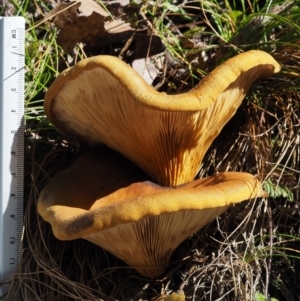 Austropaxillus infundibuliformis group at Uriarra Village, ACT - 16 May 2016