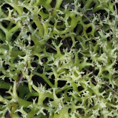 Cladia aggregata (A lichen) at Lower Cotter Catchment - 16 May 2016 by KenT