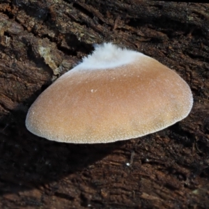 Crepidotus sp. at Cotter River, ACT - 16 May 2016 12:43 PM