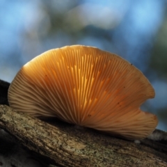 Crepidotus sp. at Cotter River, ACT - 16 May 2016 12:43 PM