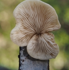 Crepidotus sp. at Cotter River, ACT - 16 May 2016 12:43 PM