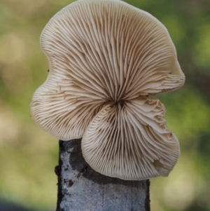 Crepidotus sp. at Cotter River, ACT - 16 May 2016 12:43 PM