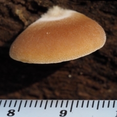 Crepidotus sp. at Cotter River, ACT - 16 May 2016 12:43 PM