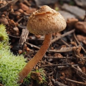 Inocybe sp. at Cotter River, ACT - 16 May 2016 11:39 AM