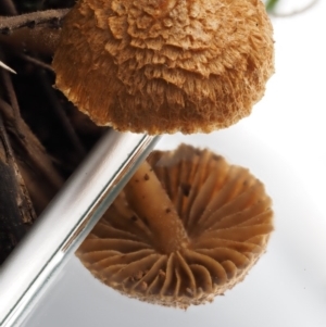 Inocybe sp. at Cotter River, ACT - 16 May 2016 11:39 AM