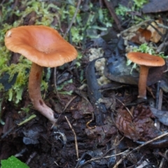 Lactarius s.l. (A Milkcap) at Cotter River, ACT - 16 May 2016 by KenT