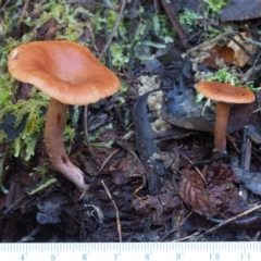 Lactarius s.l. at Cotter River, ACT - 16 May 2016