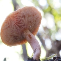 Lactarius s.l. at Cotter River, ACT - 16 May 2016