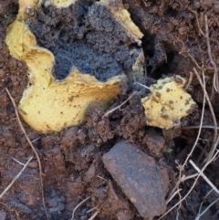 Scleroderma sp. at Cotter River, ACT - 16 May 2016