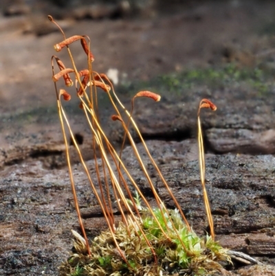 Rosulabryum sp. (A moss) at Namadgi National Park - 16 May 2016 by KenT