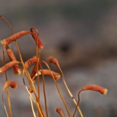 Rosulabryum sp. at Cotter River, ACT - 16 May 2016