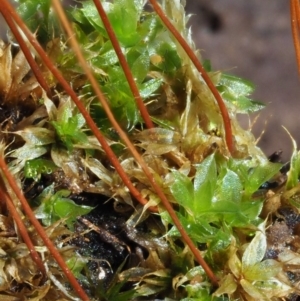 Rosulabryum sp. at Cotter River, ACT - 16 May 2016 01:14 PM