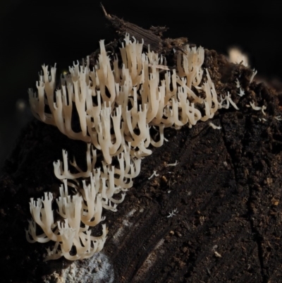 Artomyces sp. (A coral fungus) at Cotter River, ACT - 15 May 2016 by KenT
