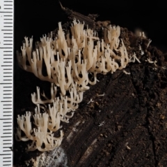 Artomyces sp. at Cotter River, ACT - 16 May 2016