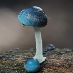 Mycena interrupta (Pixie's Parasol) at Cotter River, ACT - 15 May 2016 by KenT