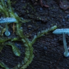 Mycena interrupta at Cotter River, ACT - 16 May 2016