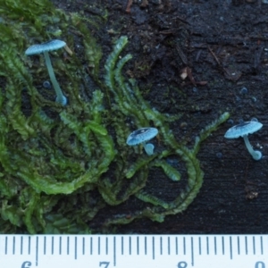 Mycena interrupta at Cotter River, ACT - 16 May 2016