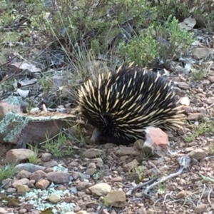 Tachyglossus aculeatus at Crace, ACT - 26 Sep 2015 04:52 PM